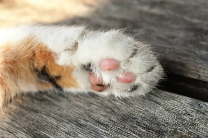 Gnas - Katze durch Schuss verletzt