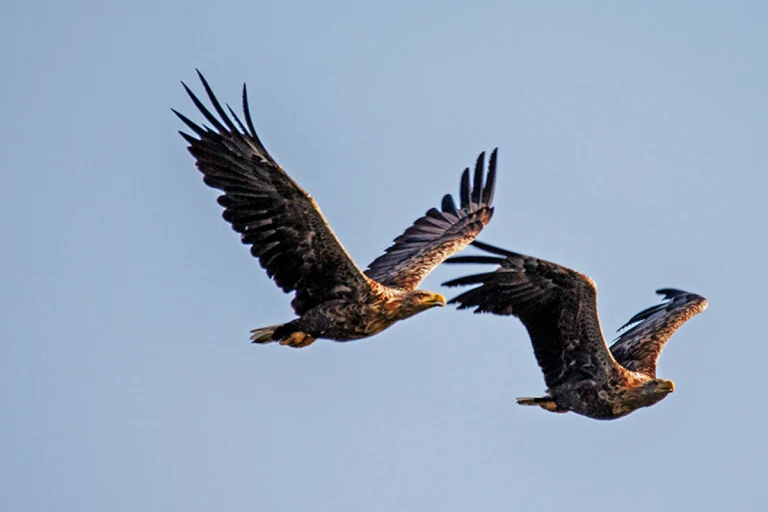 Potzneusiedl B – Toter Seeadler bei Windrad gefunden