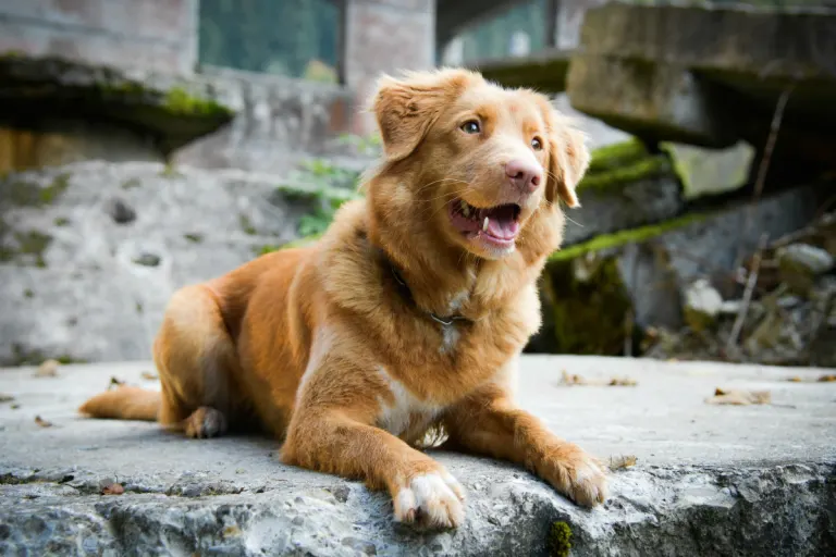 Kirchdorf (AT) - Hund rettet Leben von 6 Personen
