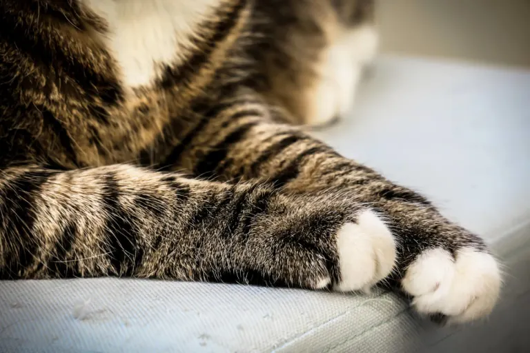 Edenkoben – Riskantes Überholmanöver wegen Katzenmedizin