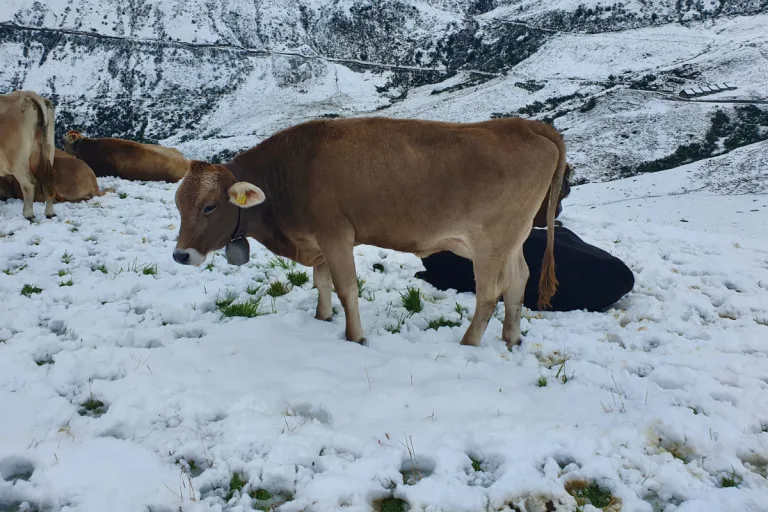 Schnee auf den Alpenpässen - Vorsicht auf den Strassen