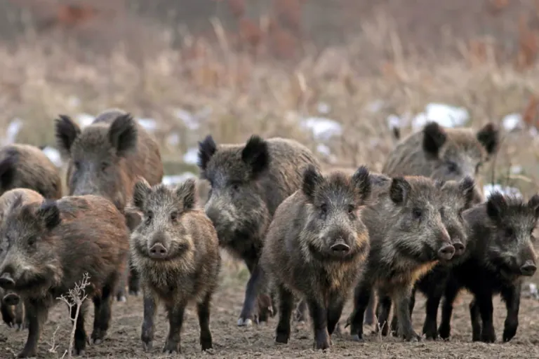 Hockenheim – Wildschweine auf A 6 verursachen mehrere Verkehrsunfälle