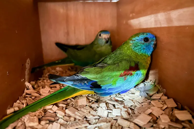 BAZG stoppt Schmuggel geschützter Vogelarten