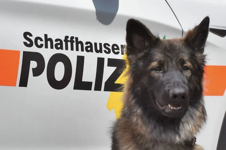 Neuhausen am Rheinfall SH - Zeugenaufruf zu Einbruchsversuch 