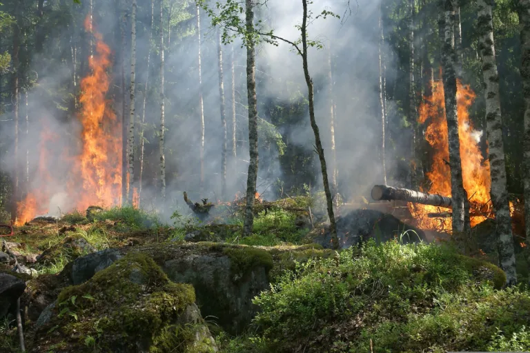 St. Gallen – Grosse Waldbrandgefahr im Kanton