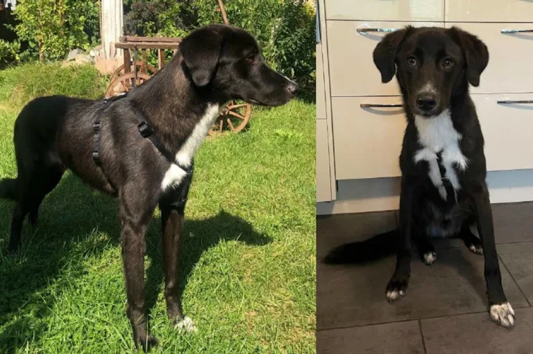 Gnarrenburg – Entlaufener Hund "Alonso" nach monatelanger Suche wieder bei seiner Familie