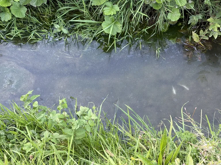 Neuhaus SG – Verschmutzung im Dorfbach führt zu Fischsterben
