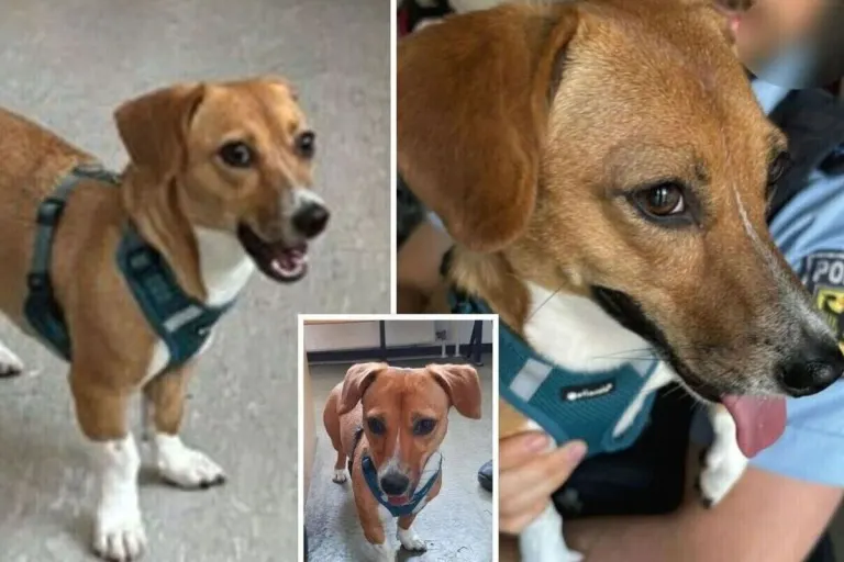 München - Hund allein im Hauptbahnhof unterwegs