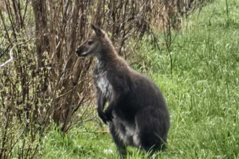 Goch-Hassum - Ausgebüxtes Känguru sorgt für Polizeieinsatz