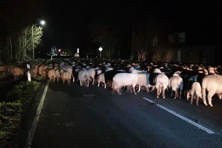 Stade - Ca. 300 Schafe in der Nacht ausgebrochen - Straße blockiert 