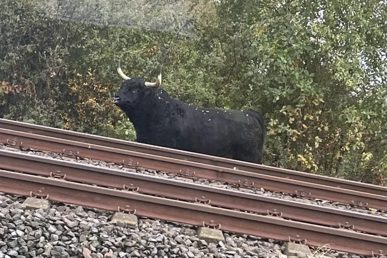 Goslar NI – Rinderbulle legt Bahnstrecke lahm