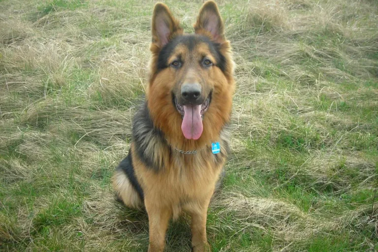 Rot an der Rot - Schäferhunde beißen Bub - Hundehalterin geflüchtet