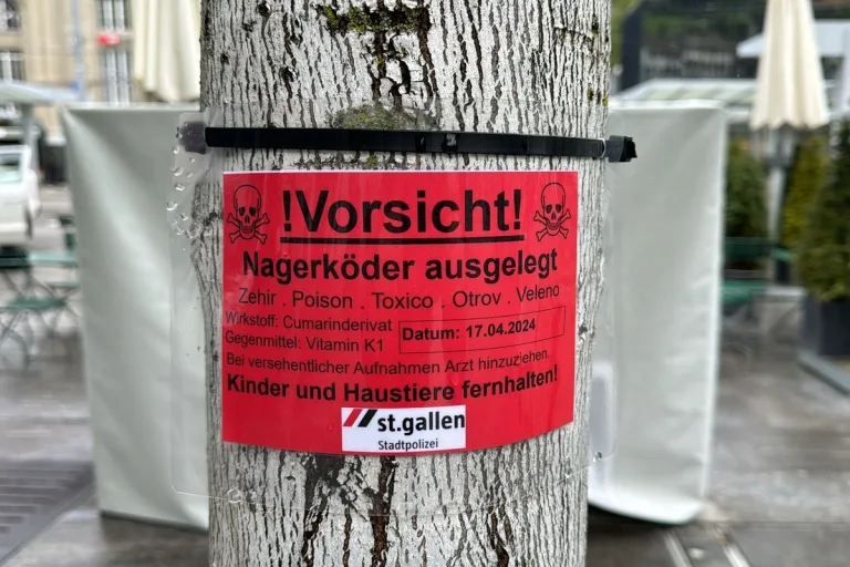 St.Gallen - Mehrere Ratten auf dem Kornhausplatz - Stadt ergreift Massnahmen
