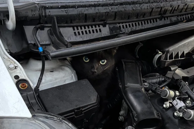 Obersendling – Feuerwehr rettet Kater aus misslicher Lage