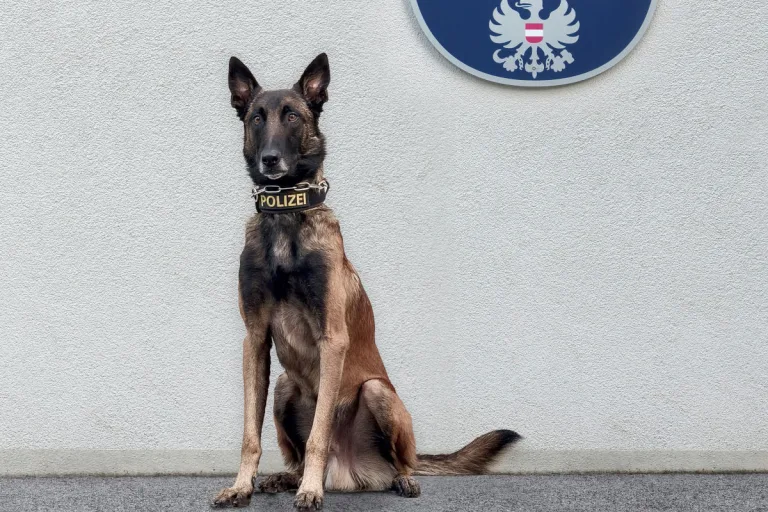 Wien – Polizeihund spürt Einbrecher auf