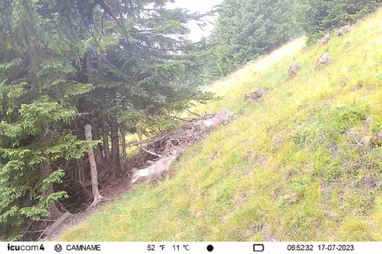 Calfeisental SG - Wolfsrudel hat Nachwuchs erhalten