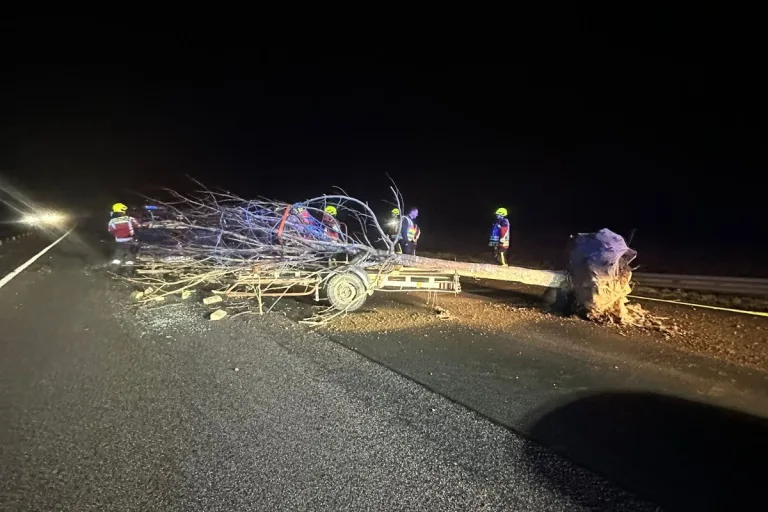Mutterstadt - Bei Unfall verlorener Baum blockiert Autobahn BAB 61