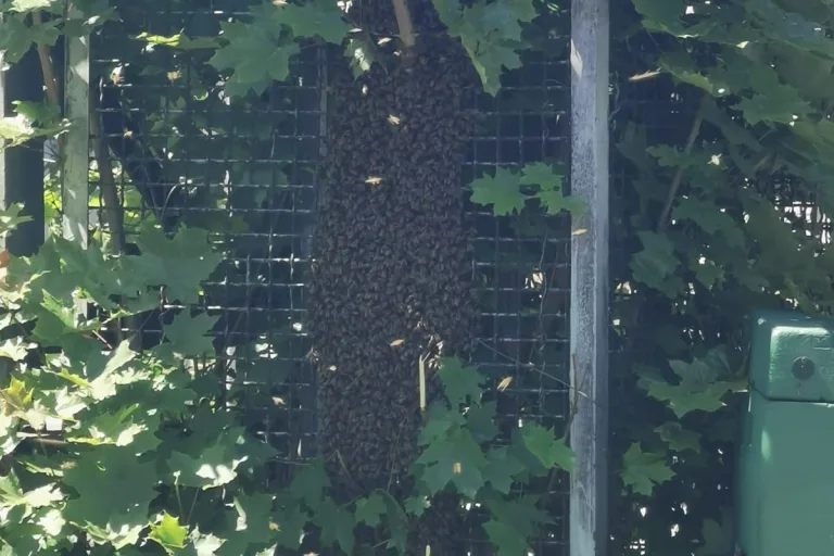 Bahnhof Siegen – Polizeieinsatz und Sperrung wegen verirrten Bienen 