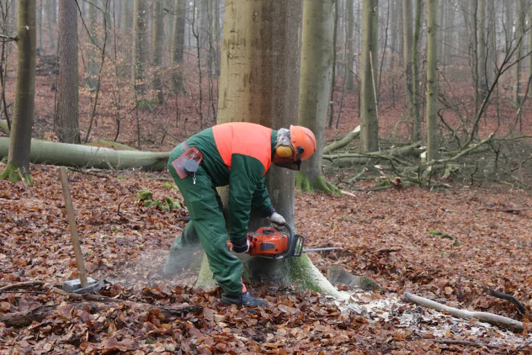 Hengersberg – 86-Jähriger stirbt beim Baumfällen