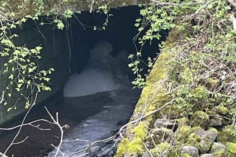 Bulle FR - Weisser Schaum in der Sionge 