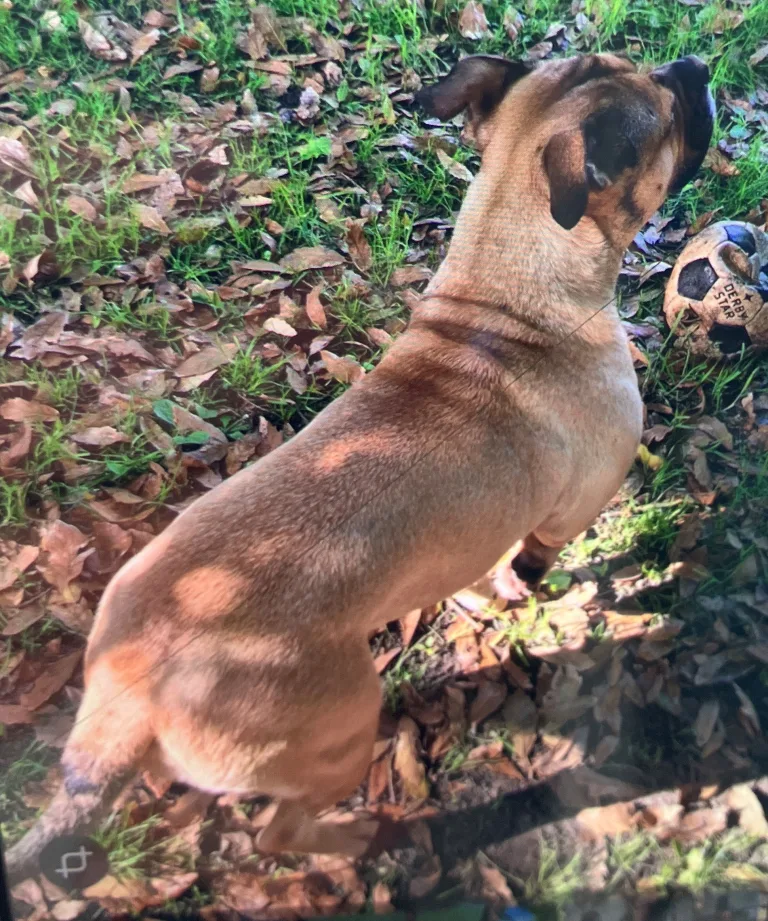 Weener – Hundebesitzer stößt Frau bei Streit auf Straße
