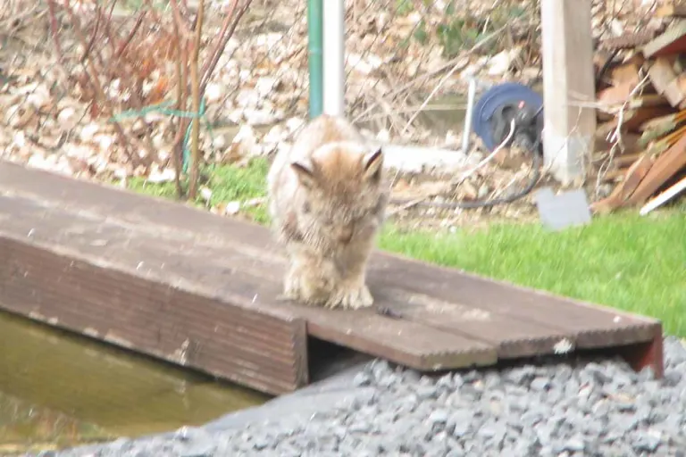 Langelsheim - Luchs auf Privatgrundstück 