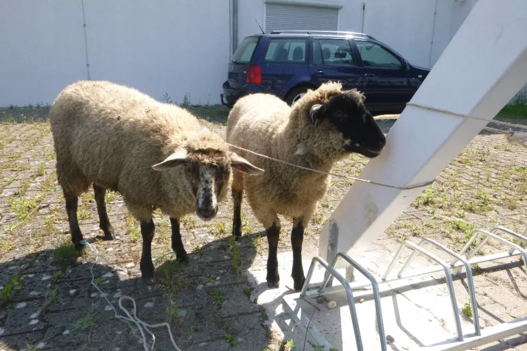 Rheinau – Tierbesitzer von zwei Schafen gesucht