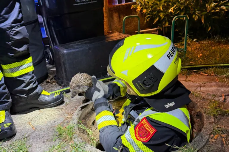 Leopoldsdorf – Feuerwehr rettet Igel aus Kanalrohr