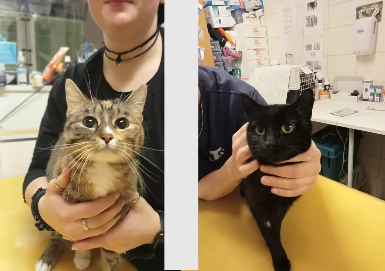 Hunzenschwil AG – 2 Katzen in Kartonschachtel ausgesetzt