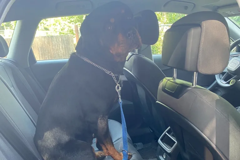 Germersheim - Rottweiler geht alleine spazieren