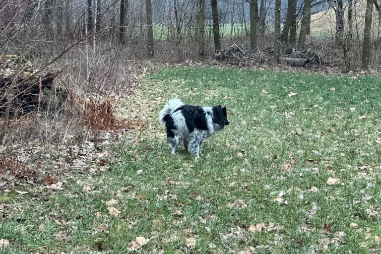 Unterlassen der Hundekotaufnahme - Das kostet es, wenn man erwischt wird
