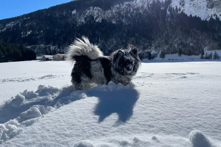 Wie sieht es mit der Leinenpflicht in der Schweiz aus? Wir klären auf
