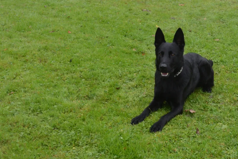 Wolhusen LU - Polizeihunde helfen einen Dieb zu fassen