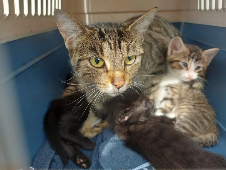 Altrich – Katze mit vier Jungtieren ausgesetzt