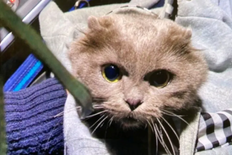 Kaiserslautern - Katze vor Tierheim ausgesetzt