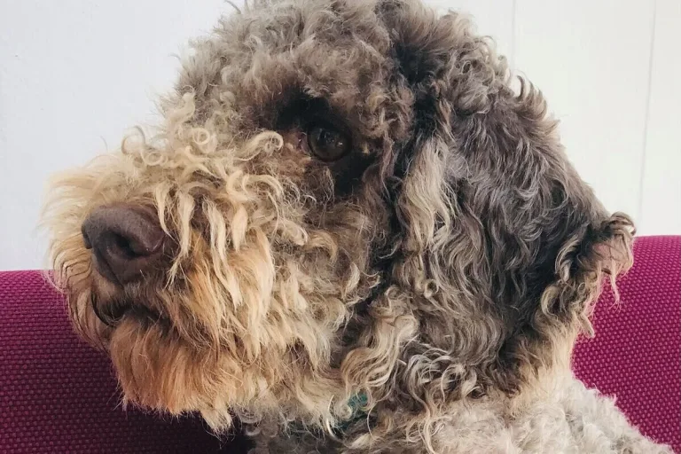 Chur GR - Mann nimmt fremden Hund an sich