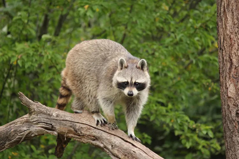 Burbach – Waschbär mit Armbrust getötet