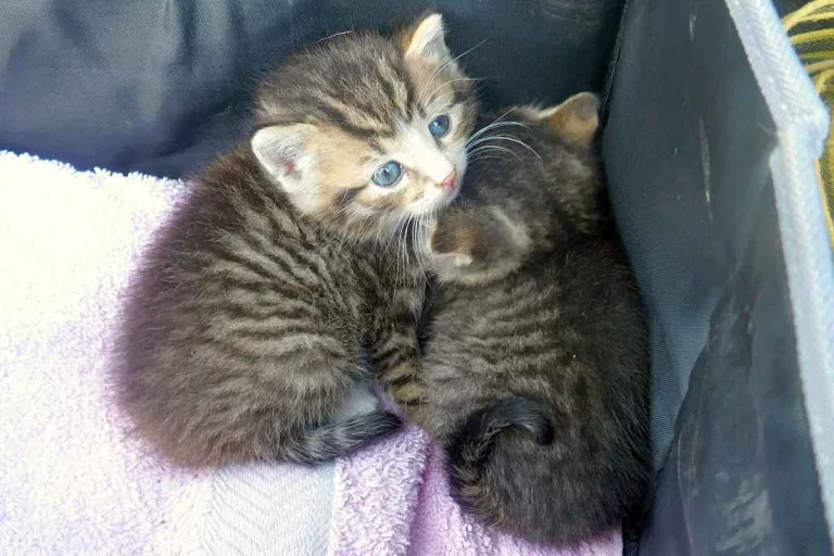 Lindern - Katzenbabys mit Müll entsorgt