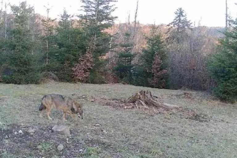 Bäretswil ZH – Wildtierkamera fotografiert Wolf