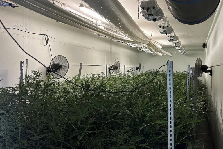 Nürensdorf ZH - Illegale Hanfplantage mit über 1700 Pflanzen entdeckt