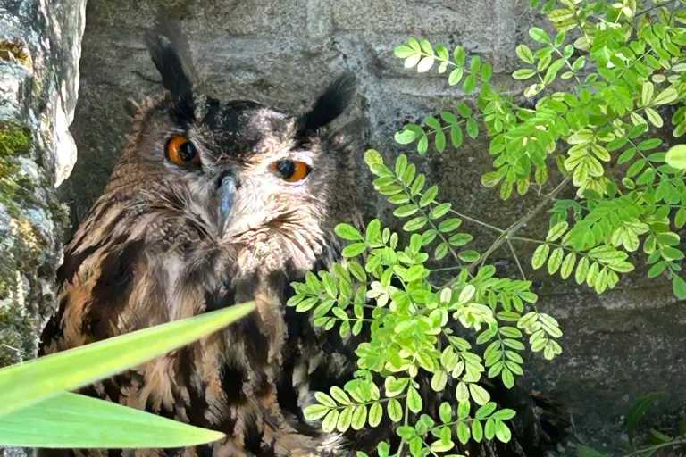 Edenkoben RP – Verletzter Uhu im Garten gefunden