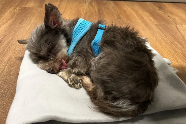 Jestetten BW – Hinweise zu ausgesetztem Hund gesucht