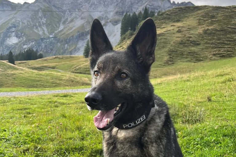 Sempach LU – Polizeidiensthund Iago stellt Dieb