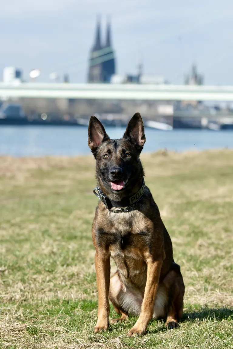 Leverkusen/Köln – Diensthunde stellen vier Einbrecher
