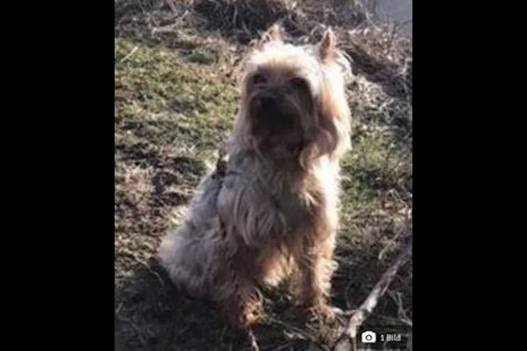 A5 Weiterstadt – Autobahn wegen "Lilli" gesperrt – Yorkshire-Terrier schnappt zum Dank nach Autobahnpolizist