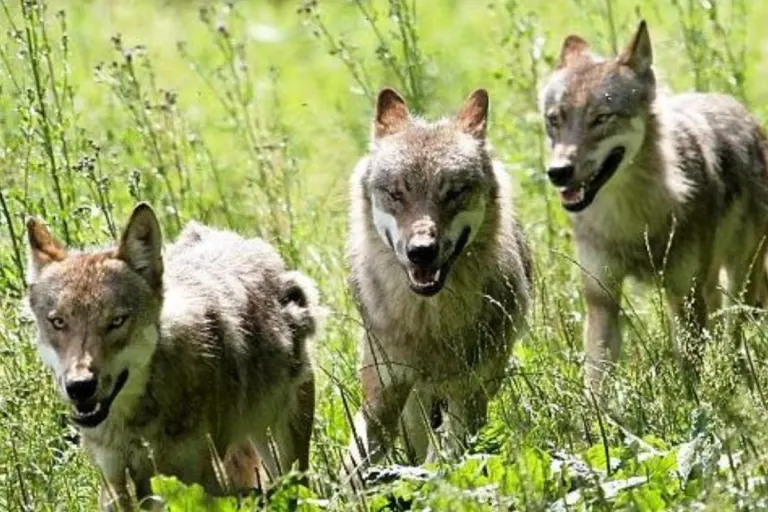 Lam BY – Ermittlungen nach Fund eines toten Wolfes