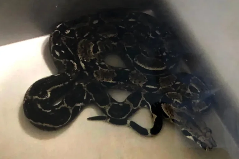 Wien - Erneut Python in Toilette!