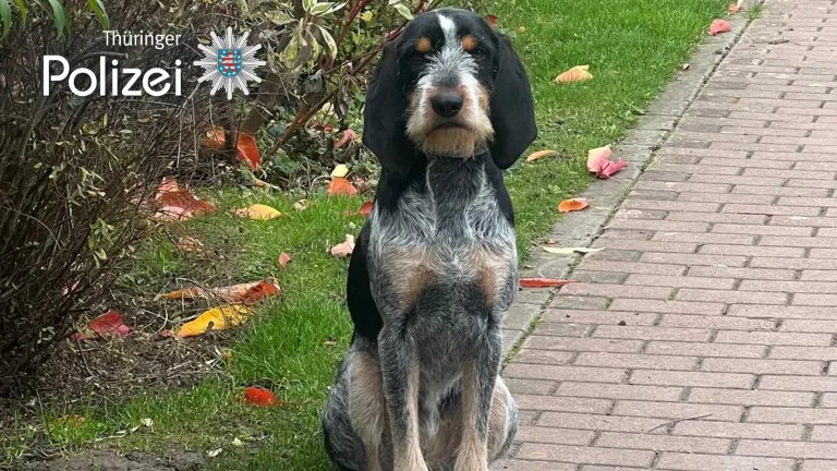Sondershausen – Polizeihund findet vermissten 85-Jährigen