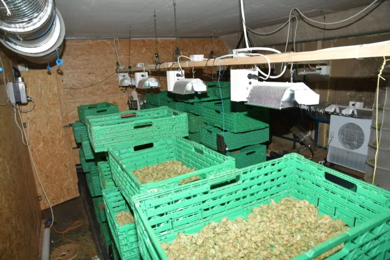 Olten SO - Über 60 Kilogramm getrocknetes Marihuana sichergestellt