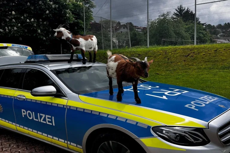 Schopfheim/ Wiechs  - Ausgebüxte Ziegen randalieren 